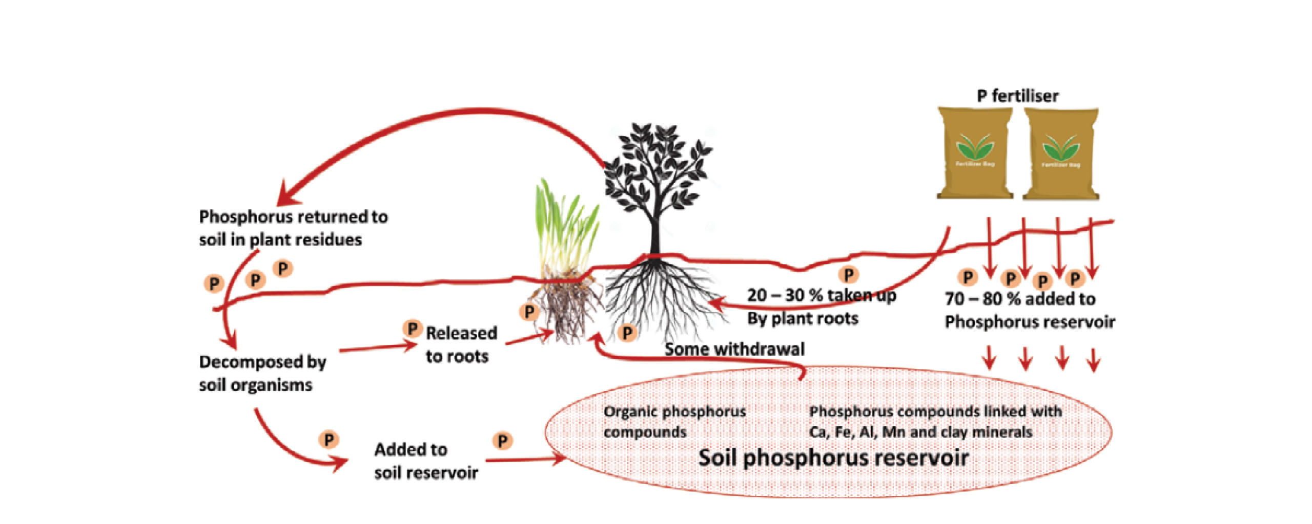 Figure 5. The phosphorus cycle in a typical cropping system is particularly complex, where movement through the soil is minimal and availability to crops is severely limited (from Glendinning 2000).